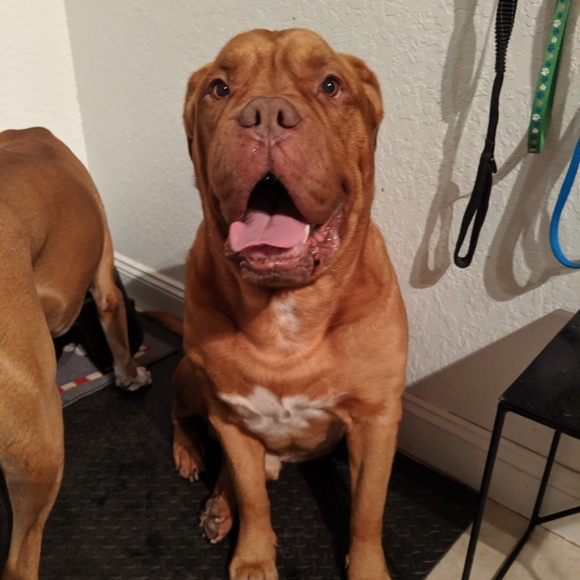 Meet your Posher, Nicole - Picture 6 of 6